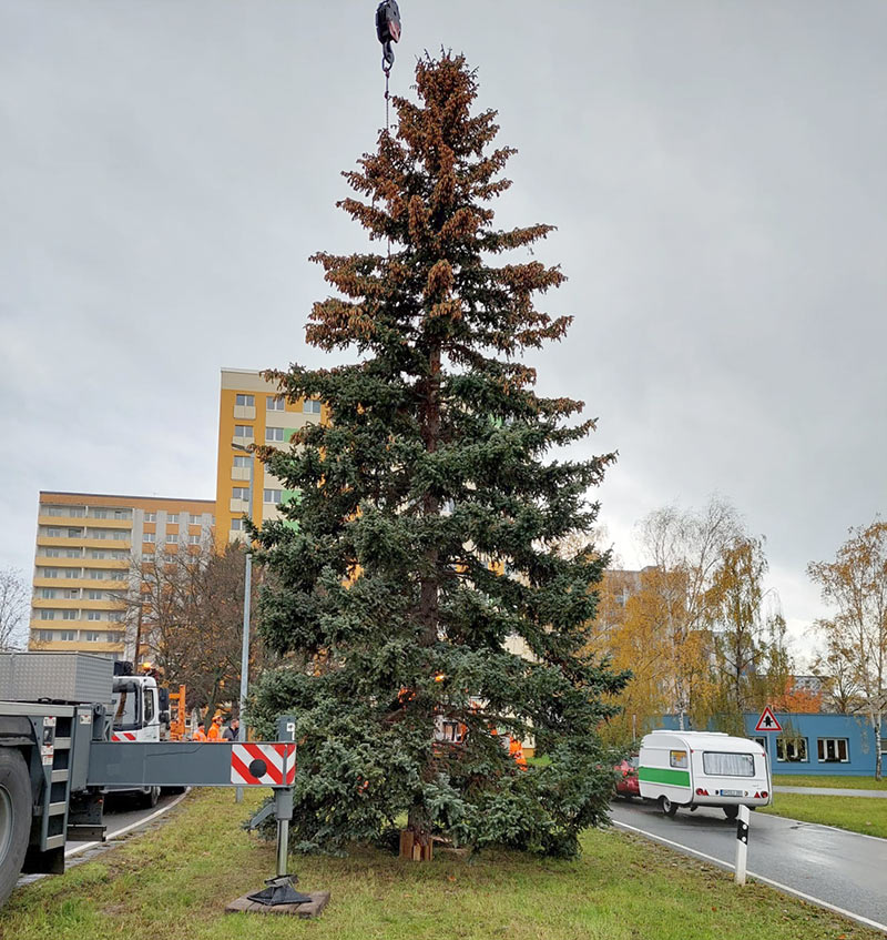 Jenaer Nachrichten Er steht Der 23. Weihnachtsbaum in JenaLobeda