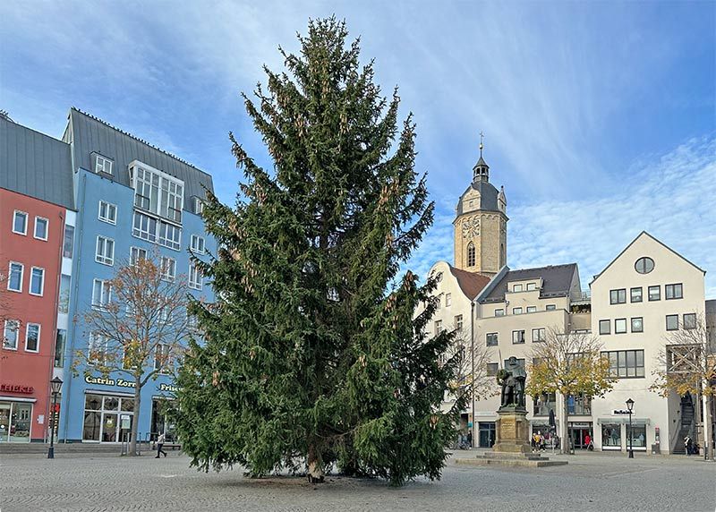 Jenaer Nachrichten 18 Meter hoch Der Weihnachtsbaum in Jena steht